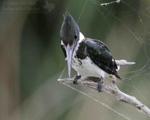 The Amazon Kingfisher is kind of like a Green Kingfisher around the same size as a Belted Kingfisher.