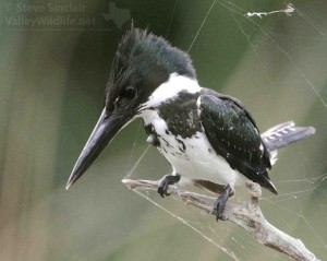 The Amazon Kingfisher can be identified and separated from the Green Kingfisher by its larger bill, presence of one broken breast band (for the female), and lack of white in the wings.
