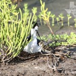 Male Black-Necked Stilt and Chick