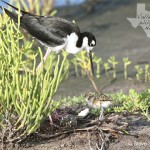 Male Black-Necked Stilt and Chick