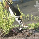 Male Black-Necked Stilt and Chick