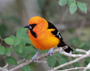 The beautiful Altamira Oriole.