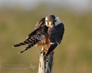 Aplomado falcon