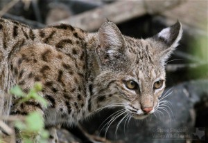 Bobcats are fairly common in the brushlands of southern Texas.