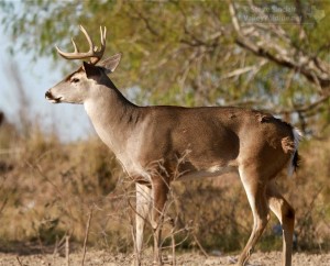 A majestic buck from Willacy county.