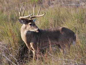 A strong, heathy buck looking to challenge another buck.