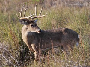 A strong, heathy buck looking to challenge another buck.