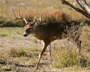 A young, big-antlered buck comes sauntering out of the scrub.