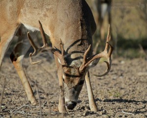 Getting ready to use his antlers.