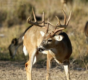 Look at the size of the rack on this beautiful deer!