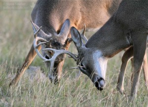 Two big Willacy bucks fighting.