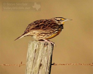 The pleasant songs of Eastern Meadowlarks are part of the Laguna Atascosa soundscape.