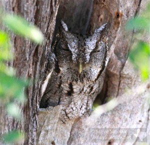 Eastern Screech Owls look just like the trees where they roost.