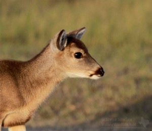 A first year deer