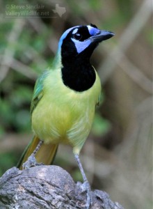 I also saw beautiful Green Jays.