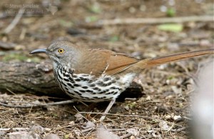 The Long-billed Thrasher is a fairly common sight when birding in southern Texas.