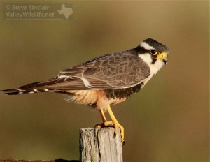 A striking male Aplomado Falcon.