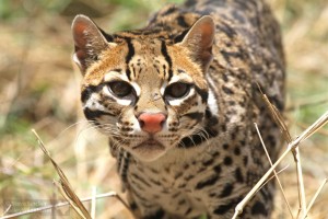 There are less than 50 ocelots in the United States, all living in far South Texas.