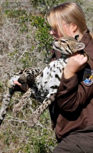 Jody Mays, former biologist at Laguna Atascosa National Wildlife Refuge, carries a young male ocelot that had a radio tracking collar attached to its neck to help wildlife experts learn more about the secretive cat's movements.