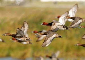 Redheads in flight.