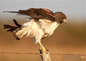 A White-tailed Hawk ruffling its feathers and getting ready to take flight with its long wings.