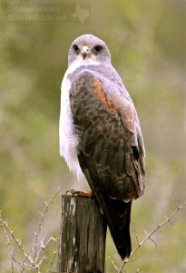 Southeastern Texas is the only place where the White-tailed Hawk occurs in the USA.