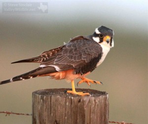 A fancy adult Aplomado Falcon.