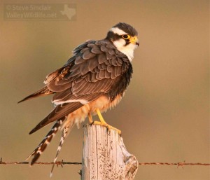 Adult Aplomado Falcon showing its long, barred tail and, white edge to the secondaries, and bold head pattern.