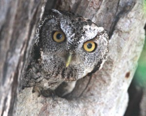 Eastern Screech Owl peering out of a hole in a tree.