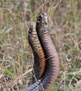 Two Texas Indigo Snakes.