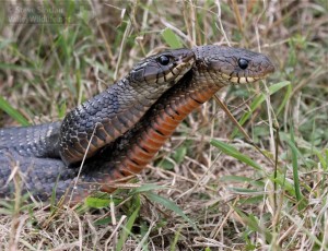 Notice the salmon color on the throat!