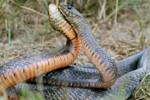 Texas Indigo Snakes catch and eat rattlesnakes as big as themselves.