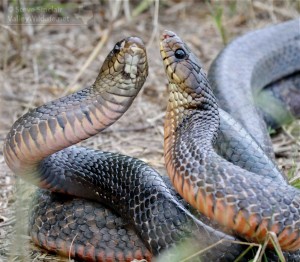 Texas Indigo Snakes are a threatened species in Texas.
