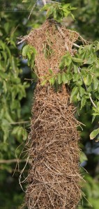 A big Altamira Oriole nest.