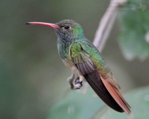 Buff-bellied Hummingbird.