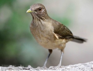 The Clay-colored Thrush has become a regular species in south Texas.