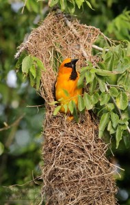 Female Altamira Oriole emerging from nest.