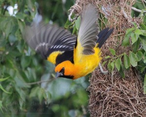 An Altamira Oriole leaving the nest.