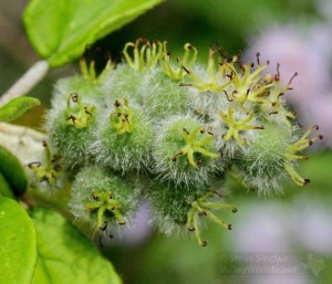 A flowering mystery plant.