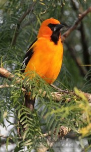 A stunning Altamira Oriole in southern Texas.