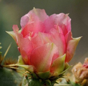 Prickly Pear Cactus flower.