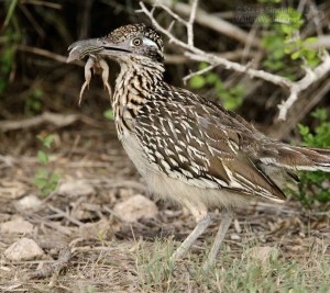 Greater Roadrunner with lizard.