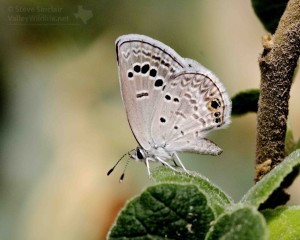 A beautiful little Hairstreak butterfly species.