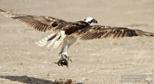 A young Osprey with its catch.