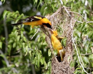 One of the adults feeding a quickly growing baby.