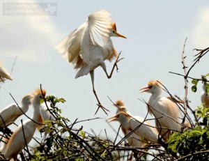 There is always something going on in a rookery!