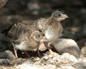 Cute, baby chachalacas!