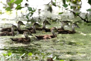 Baby Wood Ducks are as cute as can be.