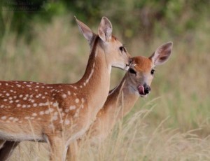 Two young White-tailed Deer in south Texas.