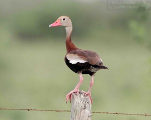 The Black-bellied Whistling Duck is one of the common, interesting bird species that occur in south Texas.